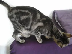 Chat trouvé Européen