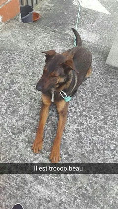 Chien perdu Berger Allemand