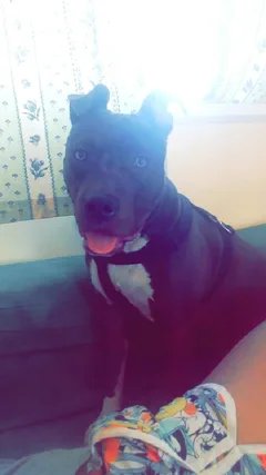 Chien perdu Staffordshire Bull Terrier