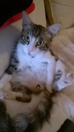 Chat perdu Européen