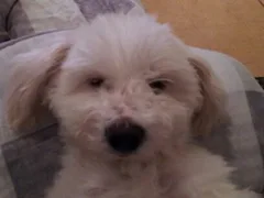 Chien perdu Coton de Tulear