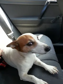 Chien trouvé Jack-Russell-Terrier