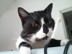 Chat perdu Européen