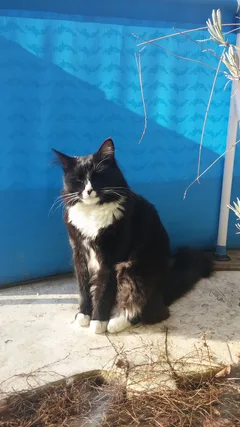 Chat perdu Européen