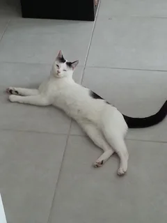 Chat perdu Européen