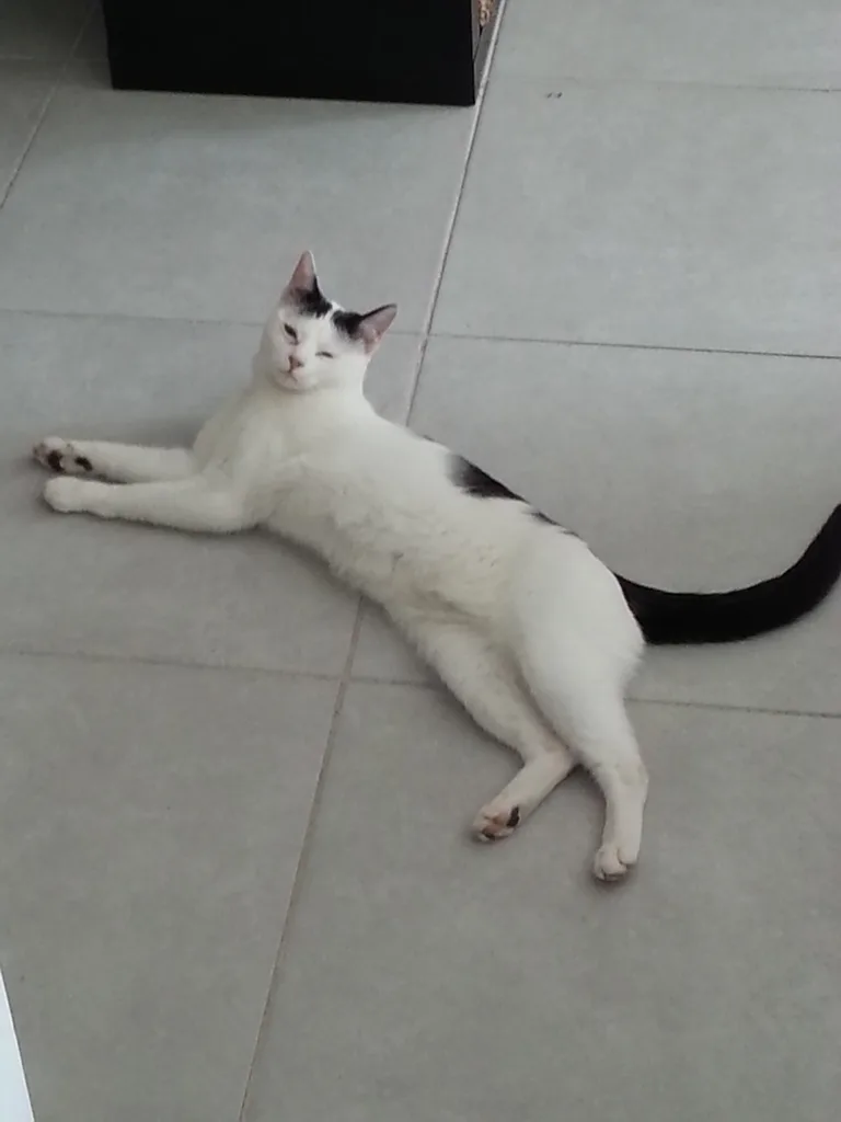 Tom