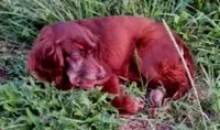 Chien trouvé Cocker Américain