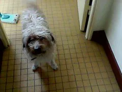 Chien perdu Ratier pragois