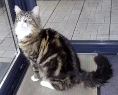 Chat trouvé Européen