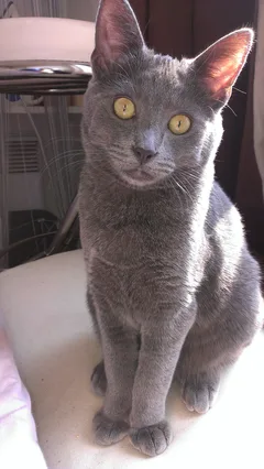 Chat perdu Chartreux