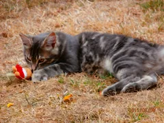 Chat perdu Sans race particulière