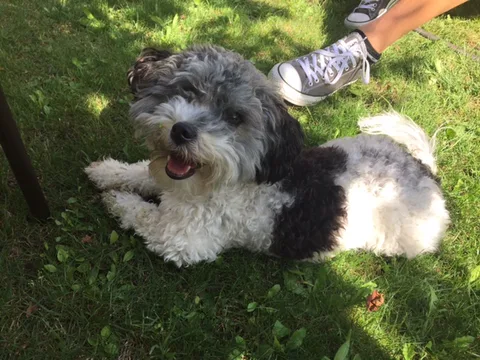 Chien trouvé