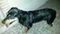 Chien trouvé Rottweiler