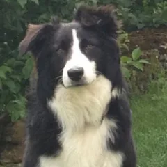 Chien perdu Border Collie