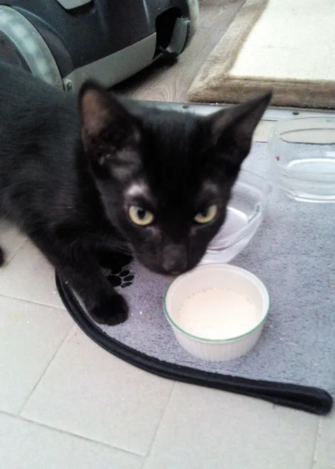 TEO