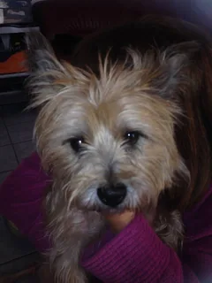 Chien trouvé Cairn Terrier