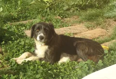 Chien trouvé Croisé