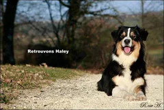 Chien perdu Berger Australien