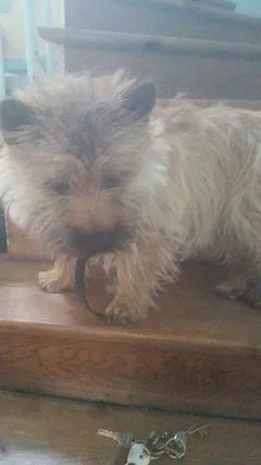 Chien perdu Cairn Terrier