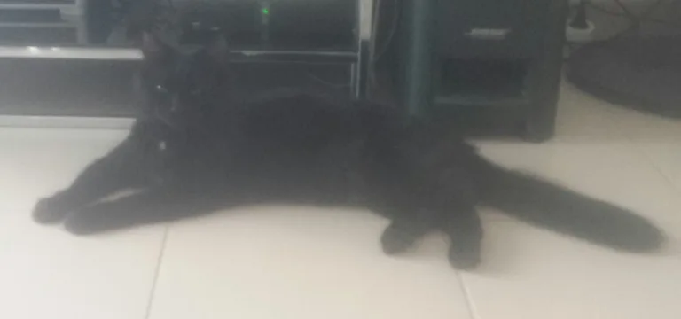 Chat trouvé