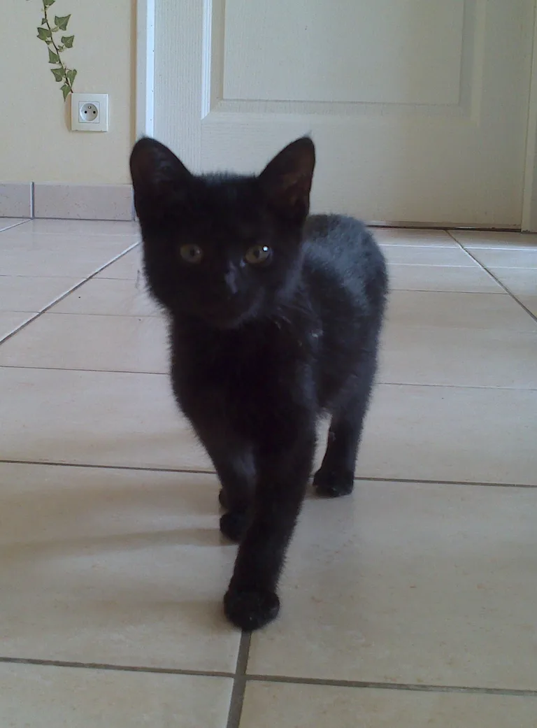 Chat trouvé
