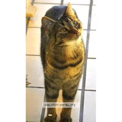 Chat perdu Européen