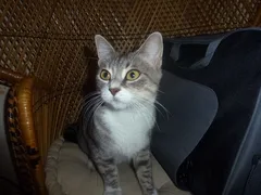Chat trouvé Européen
