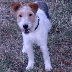 Chien perdu Fox-Terrier