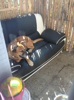 Chien trouvé Dogue de Bordeaux