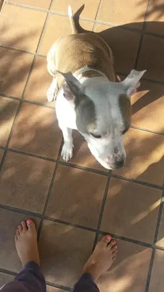 Chien perdu American-Staffordshire-Terrier
