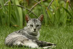Chat perdu Européen