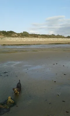 Chien perdu Yorkshire Terrier