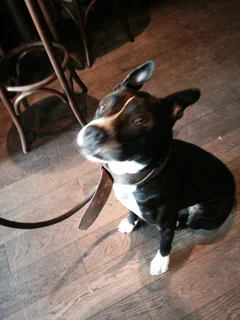 Chien trouvé Staffordshire Bull Terrier