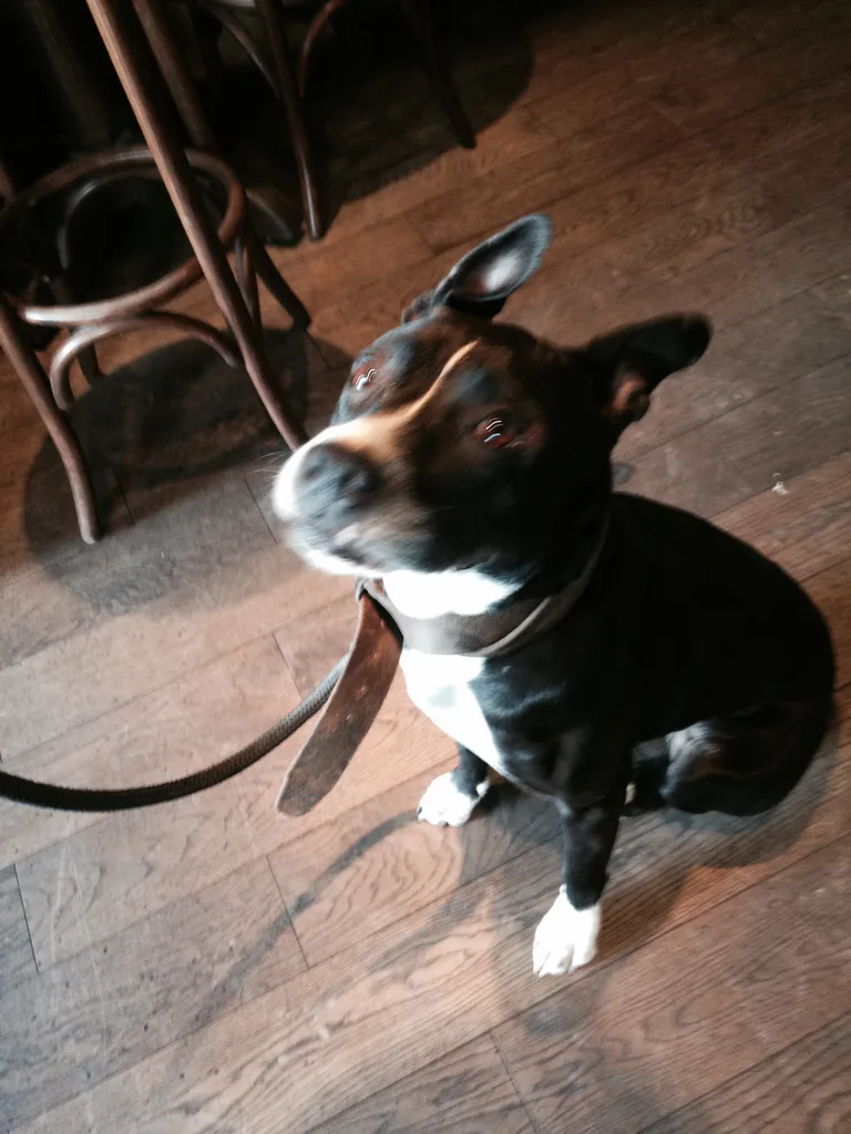 Chien trouvé