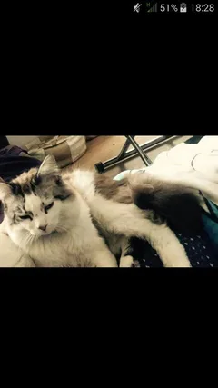 Chat perdu Siamois