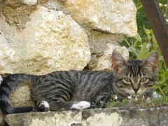 Chat perdu Européen