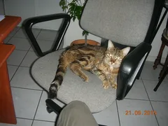 Chat trouvé Européen