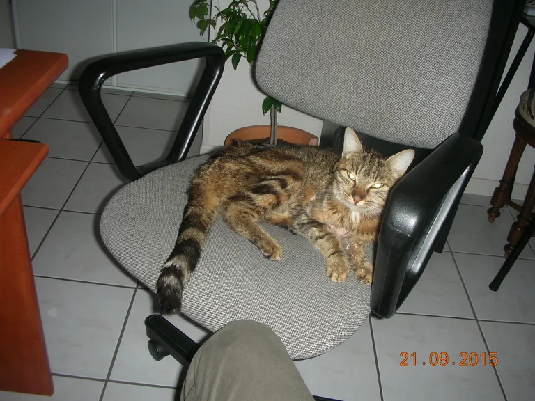Chat trouvé