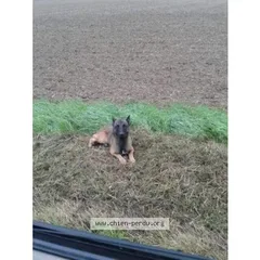 Chien trouvé Berger Belge Malinois