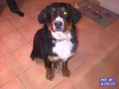 Chien perdu Bouvier Bernois