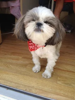 Chien perdu Shitzu