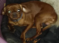 Chien perdu Pékinois