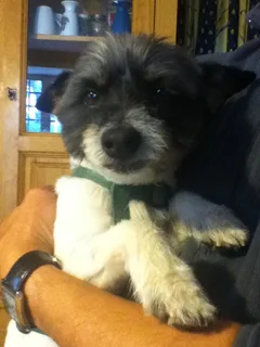 Chien perdu Ratier pragois