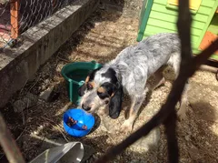 Chien trouvé Griffon bleu de Gascogne
