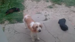 Chien perdu Epagneul Breton