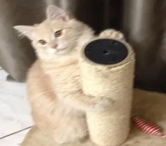 Chat perdu Européen