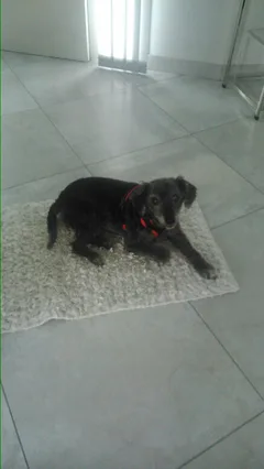 Chien perdu Caniche