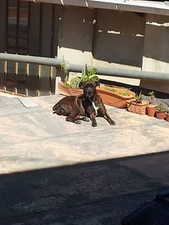 Chien perdu Boxer