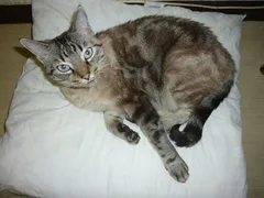 Chat perdu Européen