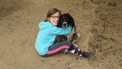 Chien perdu Epagneul Breton